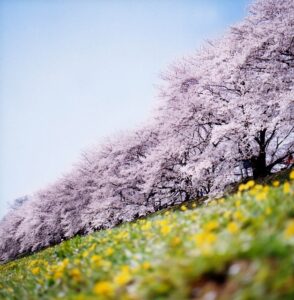 cherry-blossoms-japan-nature-pink-sakura-Favim.com-220009
