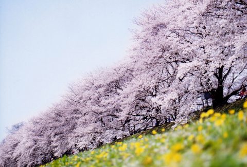 cherry-blossoms-japan-nature-pink-sakura-Favim.com-220009